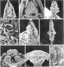Image result for Apocynaceae subfamilies Apocynoideae and Rauvolfioideae