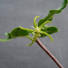 Image result for Fockea multiflora