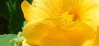 Image result for Toddaliopsis