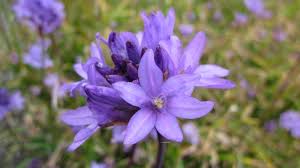 Image result for Otholobium foliosum