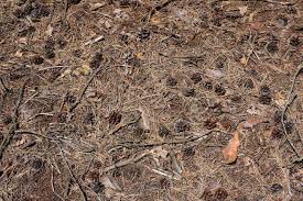 Read about pine straw benefits. Forest Soil With Cones And Pine Needles Texture Stock Photo Picture And Royalty Free Image Image 5402855