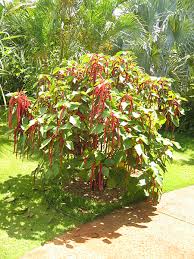 Image result for Acalypha hispida