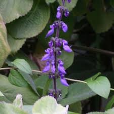 Image result for Coleus barbatus