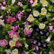 Image result for Torenia