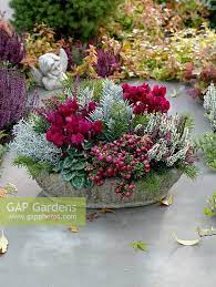 Image Result For White Skimmia With Red Pansies Autumn Garden Pots Container Gardening Flowers Fall Container Gardens