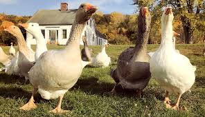 How long until grass first appears? 5 Reasons Why Farmers Should Keep Ducks Geese Hobby Farms