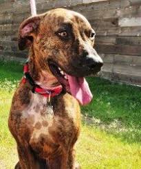 Black And Tan Catahoula Leopard Dog Adopt Boogie On Petfinder Catahoula Leopard Dog Mountain Cur Dog Catahoula