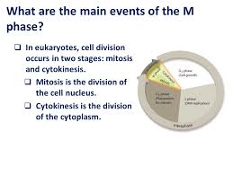 Gizmo answer key limiting reactants pdf come with us to read a new book that is coming recently. What Are The Four Phases Of Mitosis Gizmo