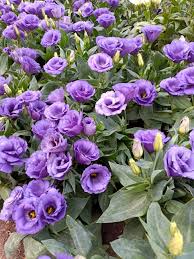 Image result for eustoma lisianthus in garden
