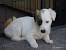 Silken Windhound Long Haired Whippet