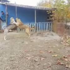 Iran Coban Kopegi Ve Anadolu Coban Kopegi Persian Shepherd Dog And Anatolian Shepherd Dog Dailymotion Video