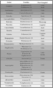 Image result for Cyperus tomaiophyllus