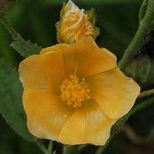 Image result for Xeroderris