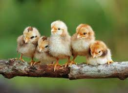 one of us has to fledge first ok ok i ll do it cute baby animals cute chickens baby chicks