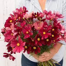 Pin On Cut Floral Selection 2020