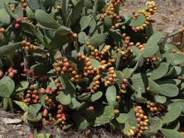 Image result for Opuntia ficus-indica