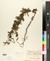 Image result for Achyropsis