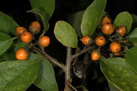 Image result for Cordia sinensis