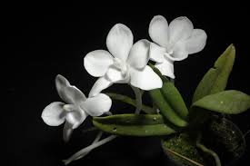 Image result for Subularia monticola