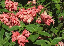 Image result for Mussaenda elegans