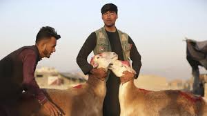 Check spelling or type a new query. Afghanistan Hoffen Zum Opferfest Politik Sz De