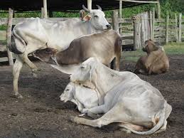 Estrategias para alcanzar tu primer millón. Vacas Flacas Steemit