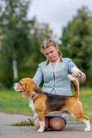 BEAGLE - Beautys Glance National Winner ID: 18820