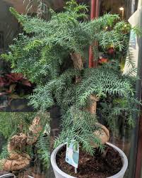 Image result for Araucaria cunninghamii