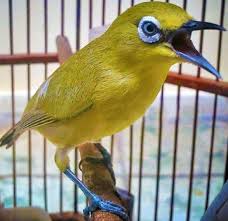 A landmark photo journey from airport to paradise. Download Suara Burung Pleci Yang Merdu Dan Gacor Disini Mp3 Segala Hobi