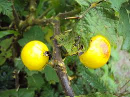 Image result for Solanum viarum