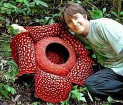 Rafflesia Arnoldii Several Species Of Rafflesia Grow In The Jungles Of Southeast Asia Including The Philippines Unusual Plants Strange Flowers Unusual Flowers
