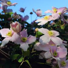 Clematis montana mayleen is a beautiful light pink flowered clematis variety which is a vigorous climber. Montana Rubens Clematis Plants For Sale Free Shipping