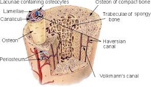 As the names suggest compact bone looks compact and the spongy bone looks like sponges. Long Bones Bones Skeletal Body System Musculoskeletal System Wellness Advocate Com