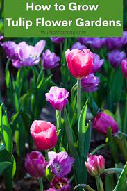 Pin On Best Of Multigardening