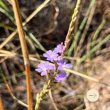 Image result for Stachytarpheta cayennensis