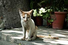 Others, like the sphynx, are bred to be hairless. Cat Losing Hair And Weight What Does It Mean My Feline Buddy