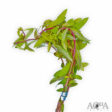 Image result for Nesaea aspera