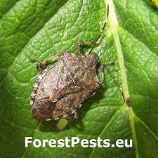 Image result for Heteromorpha stenophylla