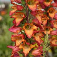 The accepted name for the cross formerly referred to as digiplexis is digitalis x valinii, though some merchants continue to use digiplexis. Digitalis Illumination Raspberry P Imp