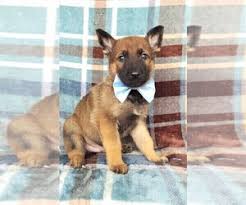 Belgian malinois and dutch shepherds puppies for sale. View Ad Malinois Puppy For Sale Near Pennsylvania Lancaster Usa Adn 136180