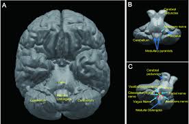 The brainstem regulates vital cardiac and respiratory functions pons : Brainstem Encephalitis Encyclopedia