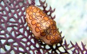 Image result for Elaphoglossum tanganjicense