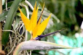 Strelitzia Reginae Bird Of Paradise With So Magnificent Flowers And Large Green Leaves It Spreads Tropical Flair A Birds Of Paradise Plant Plant Care Plants