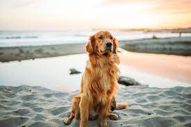Search the world's information, including webpages, images, videos and more. Dog Wallpapers Free Hd Download 500 Hq Unsplash