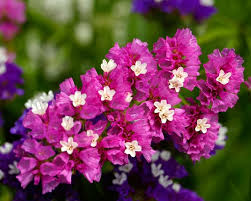 Image result for Limeum sulcatum