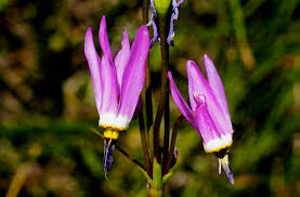 Image result for Primula 1982 Fleet