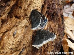 The immature form of this species is sometimes known as the spiny elm caterpillar. Mourning Cloak