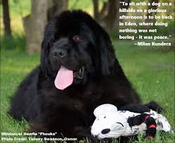 We feel that our most important job as breeders however, is to educate current and prospective newf owners about the breed. Windancer Newfoundlands On Twitter Hope Your Monday Is Going Well Have A Great Week Windancer Newfoundlands In Elkland Missouri 417 345 8840 Windancer Newfoundlanddogs Newfie Puppy Puppies Dogs Mondaymotivation Quote Inspiration