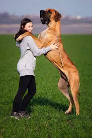 At What Age Do Dogs Stop Growing How Big Will They Get