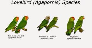Find out everything to note before buying lovebirds immediately. Birds Chirping Kinds Of Love Bird Are Common And Rare